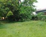 -smithfield mango tree